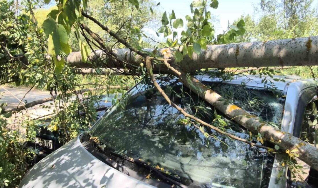 Bartın’da kökü çürüyen bir ağaç park halindeki araçların üzerine devrildi.