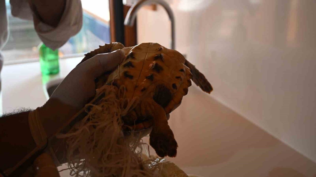 Manavgat’ta Sahil Güvenlik ekipleri tarafından denizde çuvala dolanmış halde yaralı