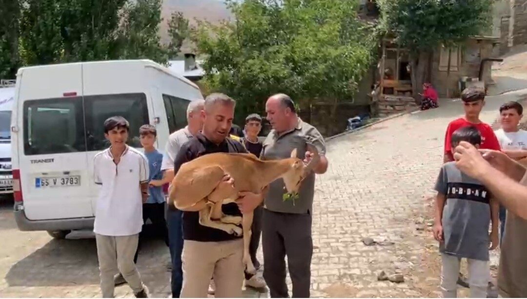 Van’ın Bahçesaray ilçesi kırsal alanda bitkin halde bulunan dağ keçisi