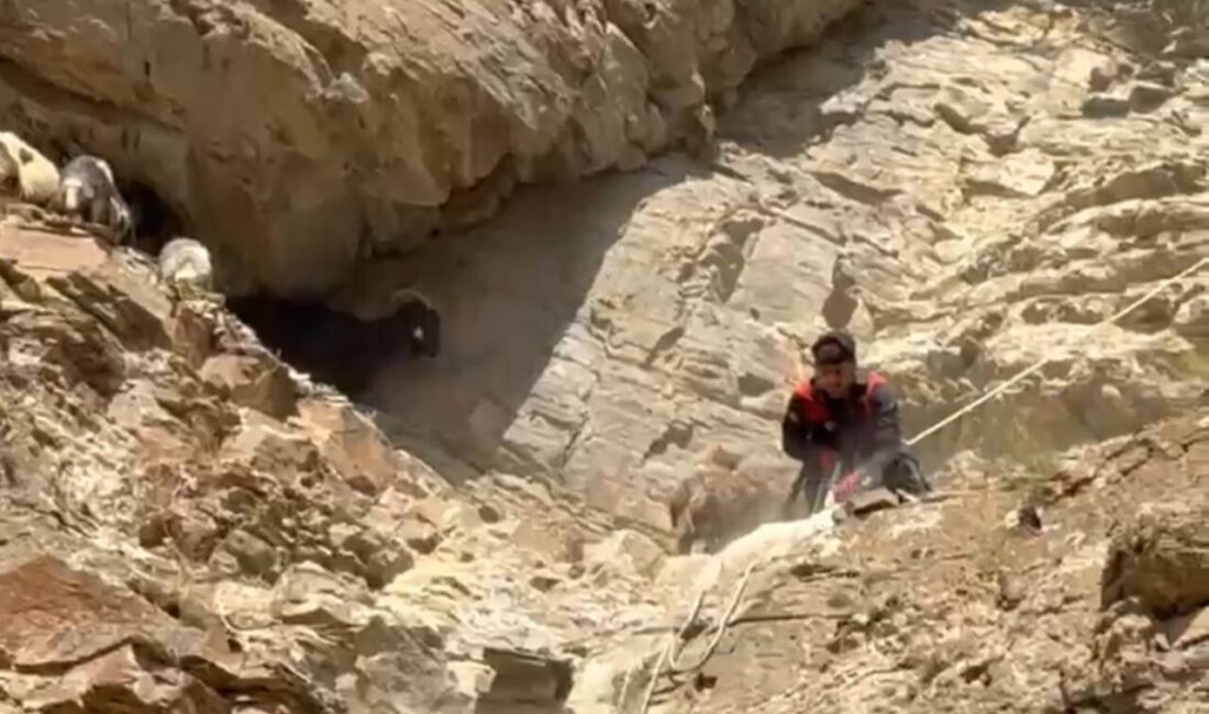 Hakkari’nin Yüksekova ilçesinde dağda 3 gün mahsur kalan 7 koyun,