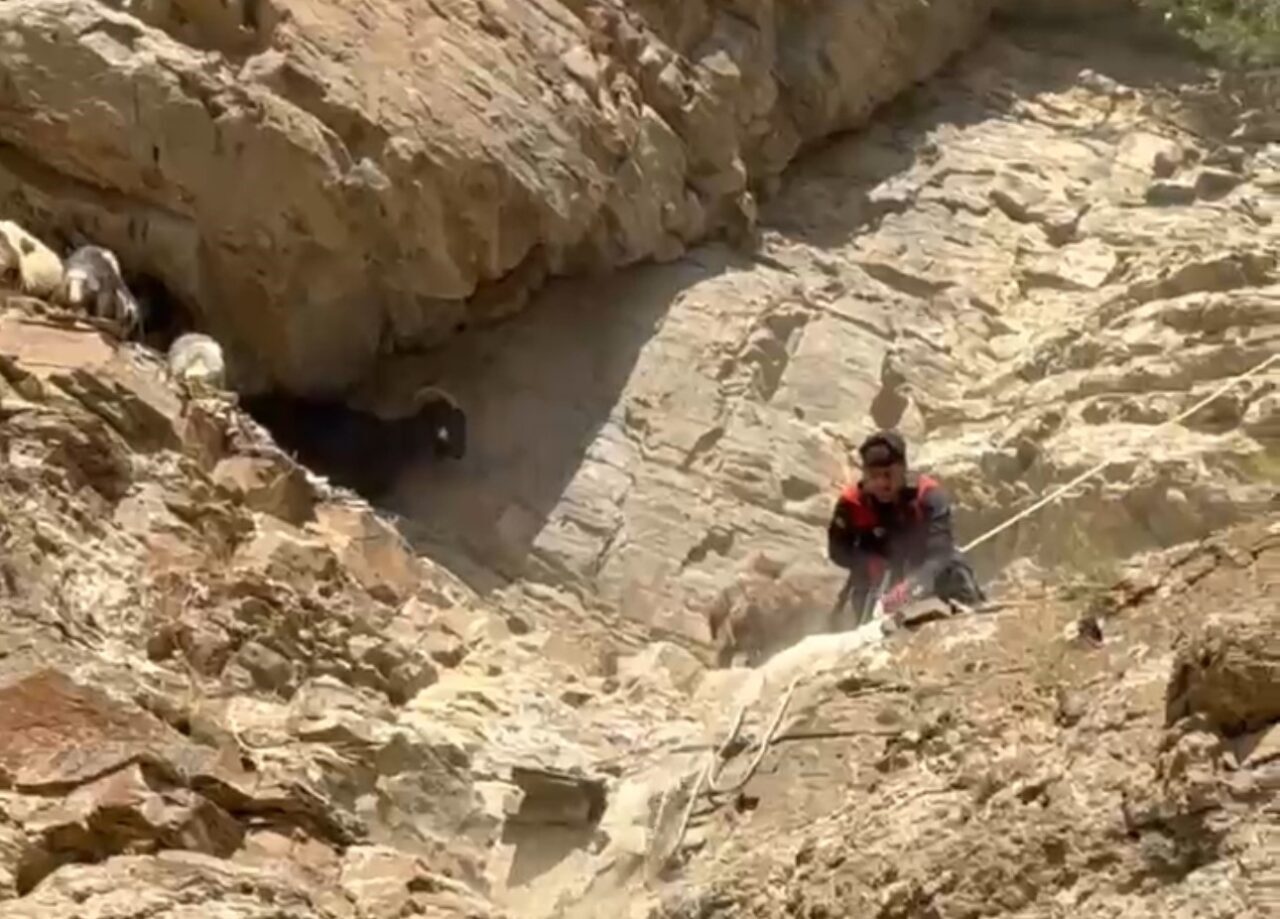 Hakkari’nin Yüksekova ilçesinde dağda 3 gün mahsur kalan 7 koyun,