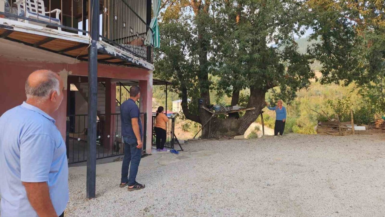 Osmaniye’nin Sumbas ilçesine bağlı Gafarlı köyünde, saçaklanmış dallarında “Allah” lafzı