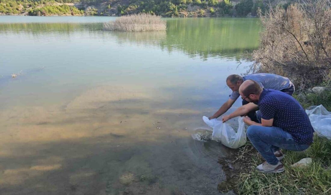 Afyonkarahisar’ın Dazkırı ilçesine bağlı Çiftlik Köyü’nde bulunan baraj göletine balıklandırma