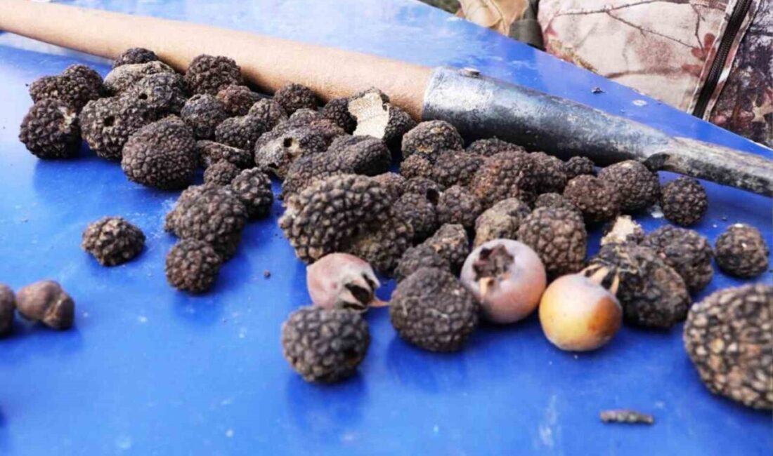 Samsun’da ormanlık bölgede yaşayan çiftçiler, tıbbi ve aromatik bitki üretiminin