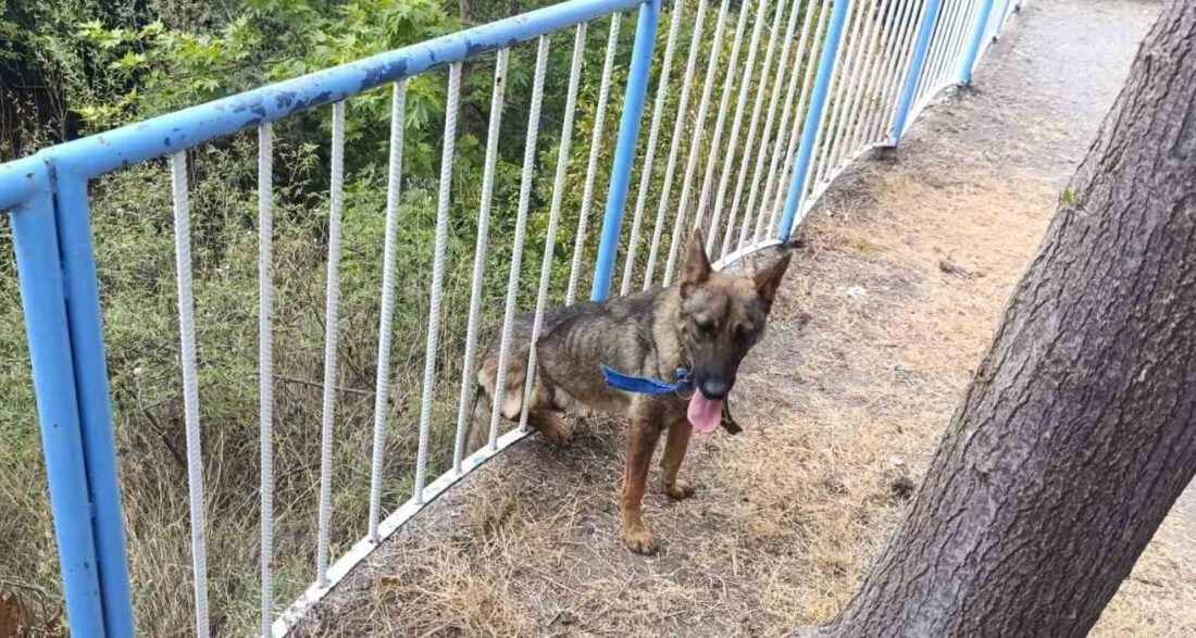 Hatay’ın Dörtyol ilçesinde demir korkuluklara sıkışan sokak köpeği, itfaiye ekiplerinin