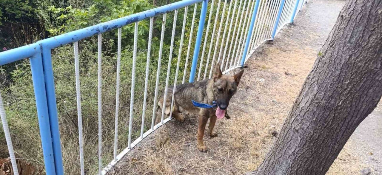 Hatay’ın Dörtyol ilçesinde demir korkuluklara sıkışan sokak köpeği, itfaiye ekiplerinin