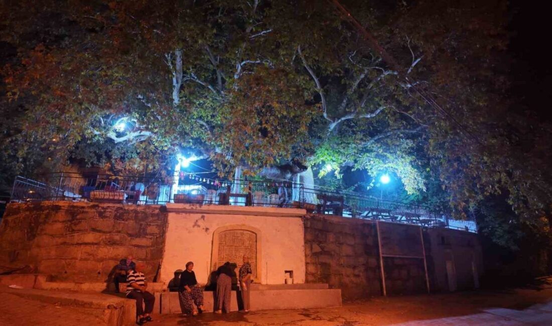 Manisa’nın Demirci ilçesinde 2 bin yıllık çınar ağacının altında odun