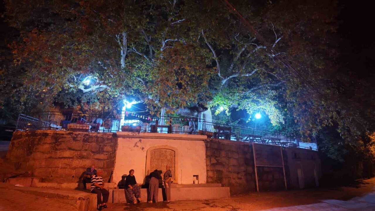 Manisa’nın Demirci ilçesinde 2 bin yıllık çınar ağacının altında odun