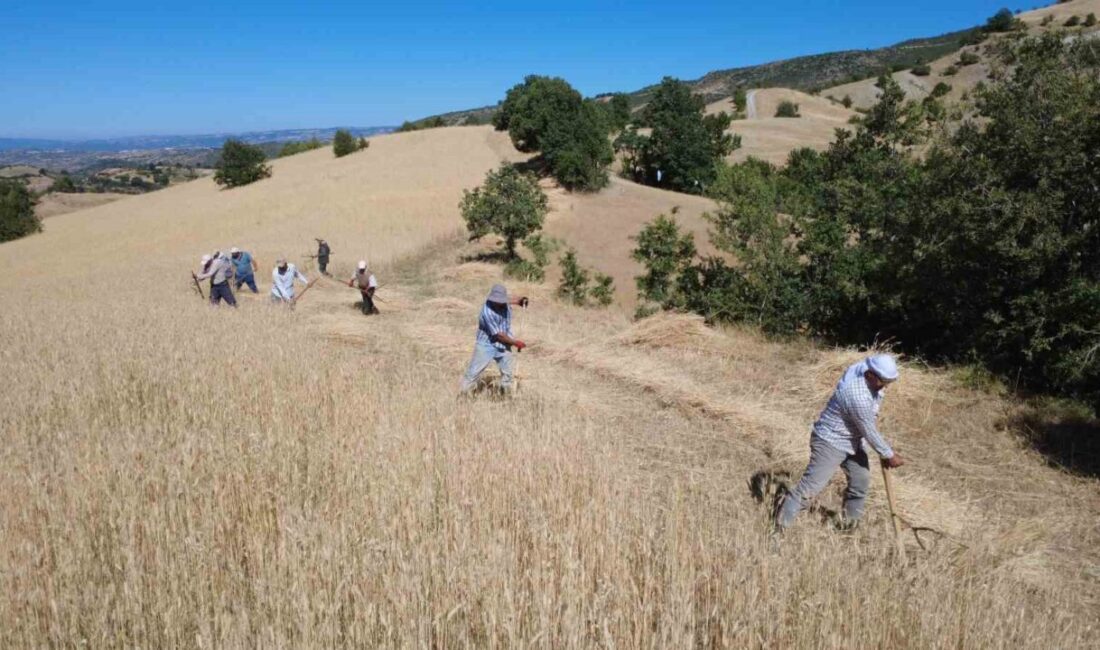 Manisa’nın Demirci ilçesinde kırsal mahallelerde buğday, arpa ve çavdar üreten