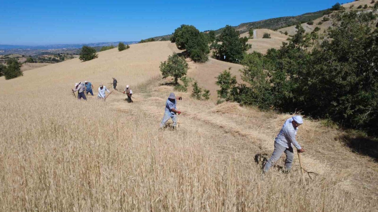 Manisa’nın Demirci ilçesinde kırsal mahallelerde buğday, arpa ve çavdar üreten