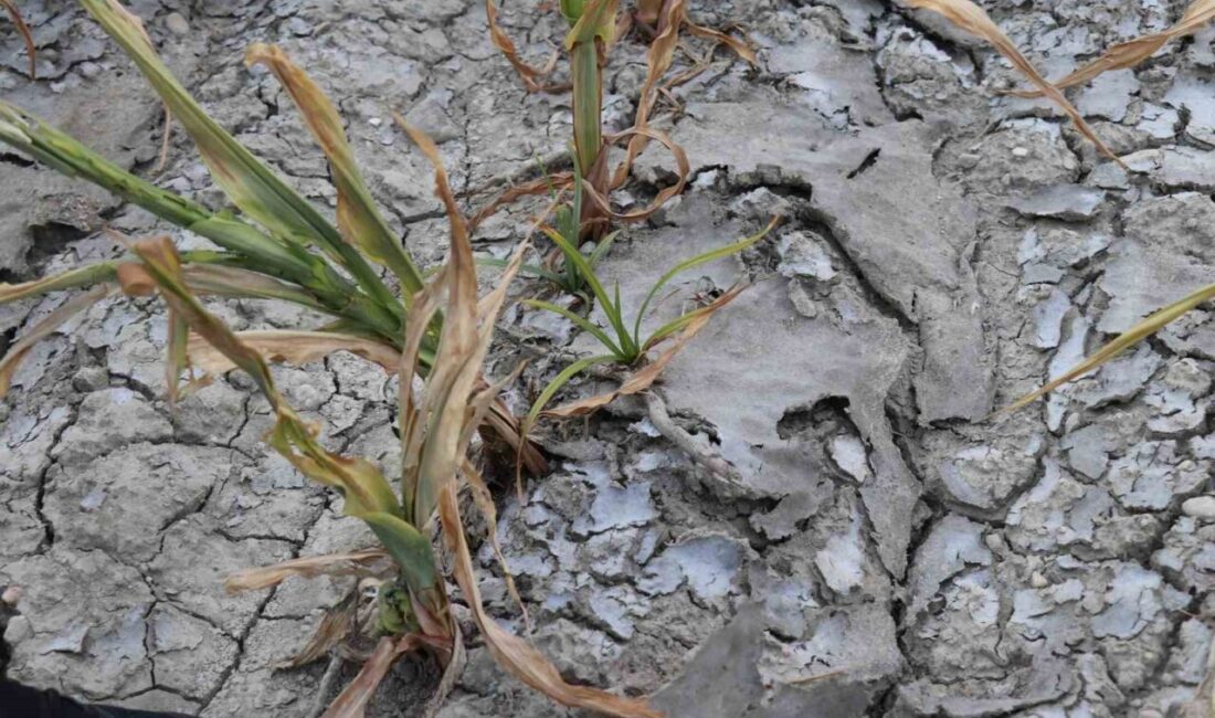 Denizli Büyükşehir Belediyesi Su ve Kanalizasyon İdaresi (DESKİ) Genel Müdürlüğü