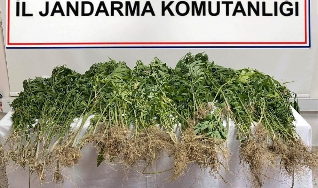 Denizli’de gerçekleştirilen narkotik operasyonunda, 343 kök Hint keneviri ile 102