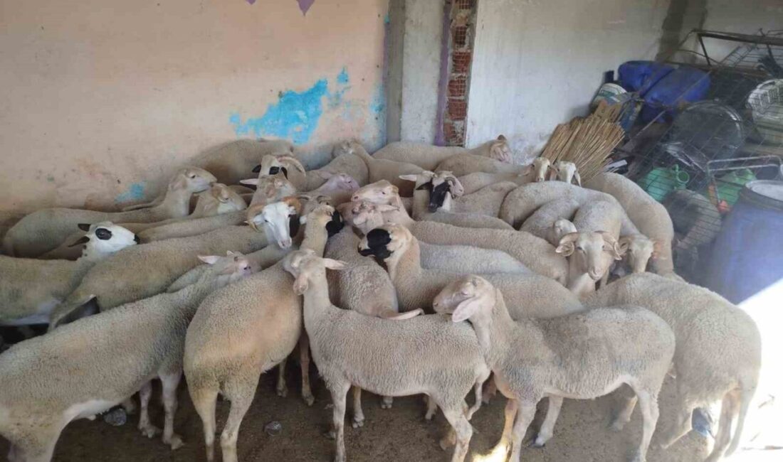 Denizli’de bir vatandaşı 25 adet küçükbaş hayvanını alarak dolandıran 2