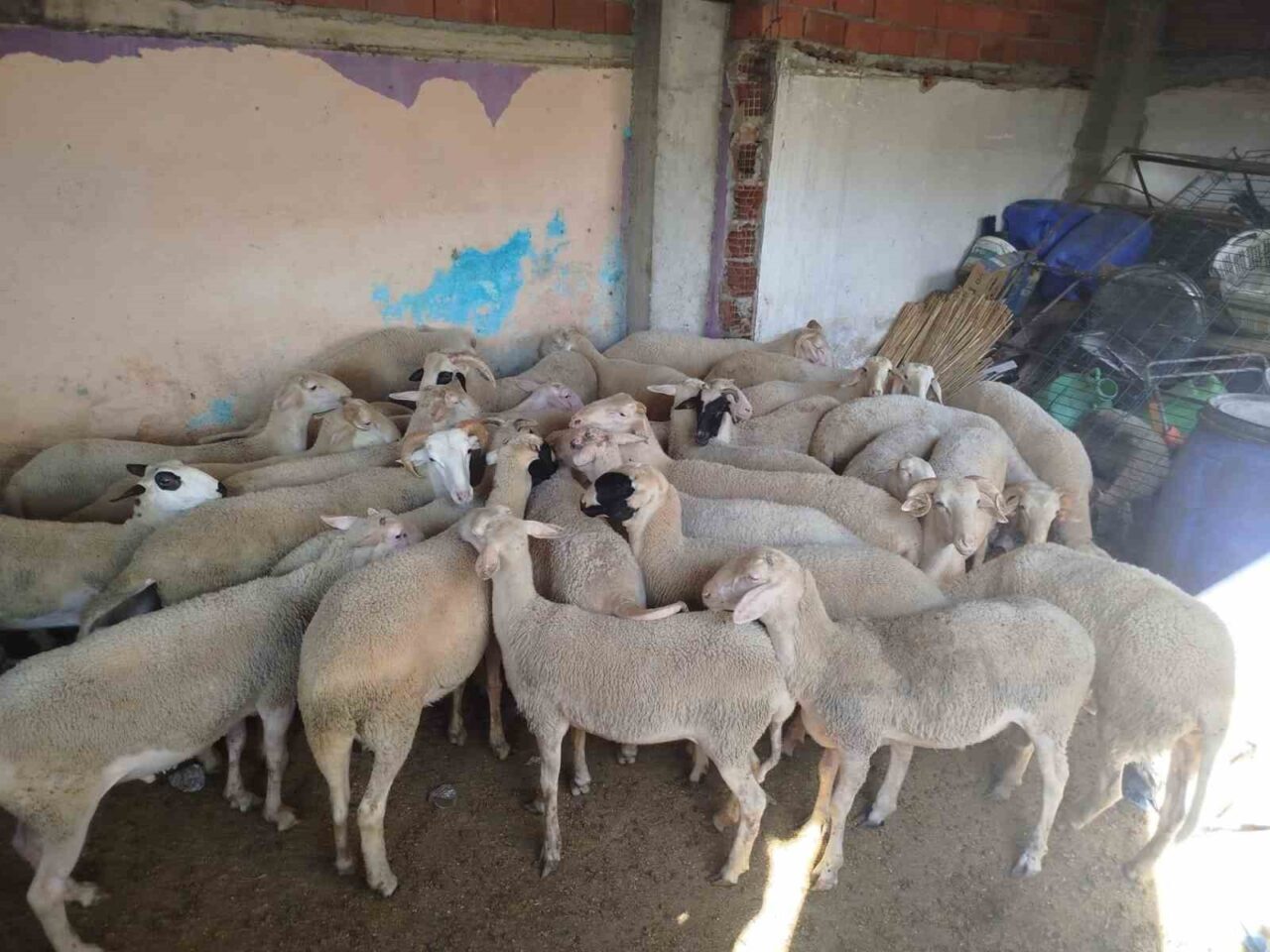 Denizli’de bir vatandaşı 25 adet küçükbaş hayvanını alarak dolandıran 2