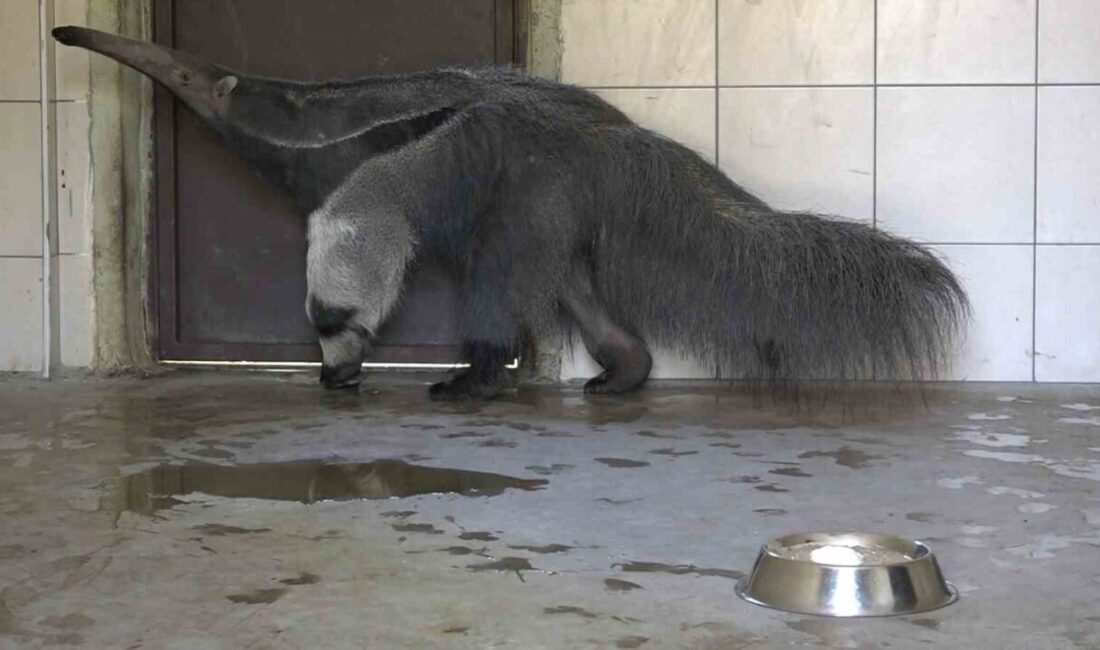 Türkiye’de sadece Bursa Hayvanat Bahçesi’nde bulunan dev karıncayiyen ailesine bir