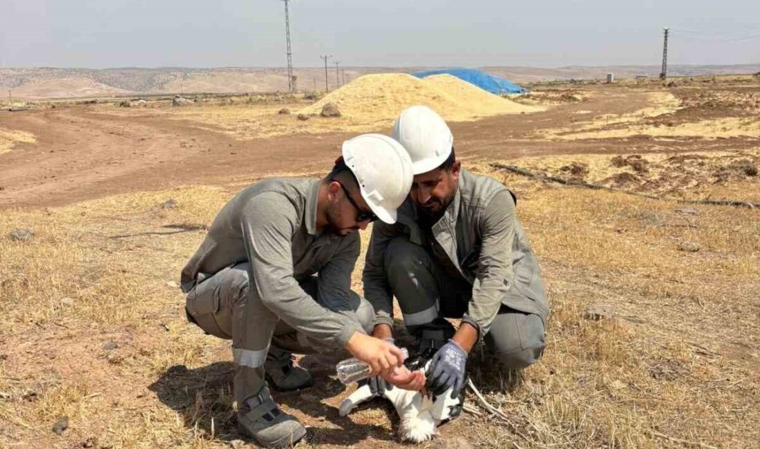Mardin’in Nusaybin ilçesinde, hava sıcaklığının 49 dereceyi bulduğu kavurucu sıcakta
