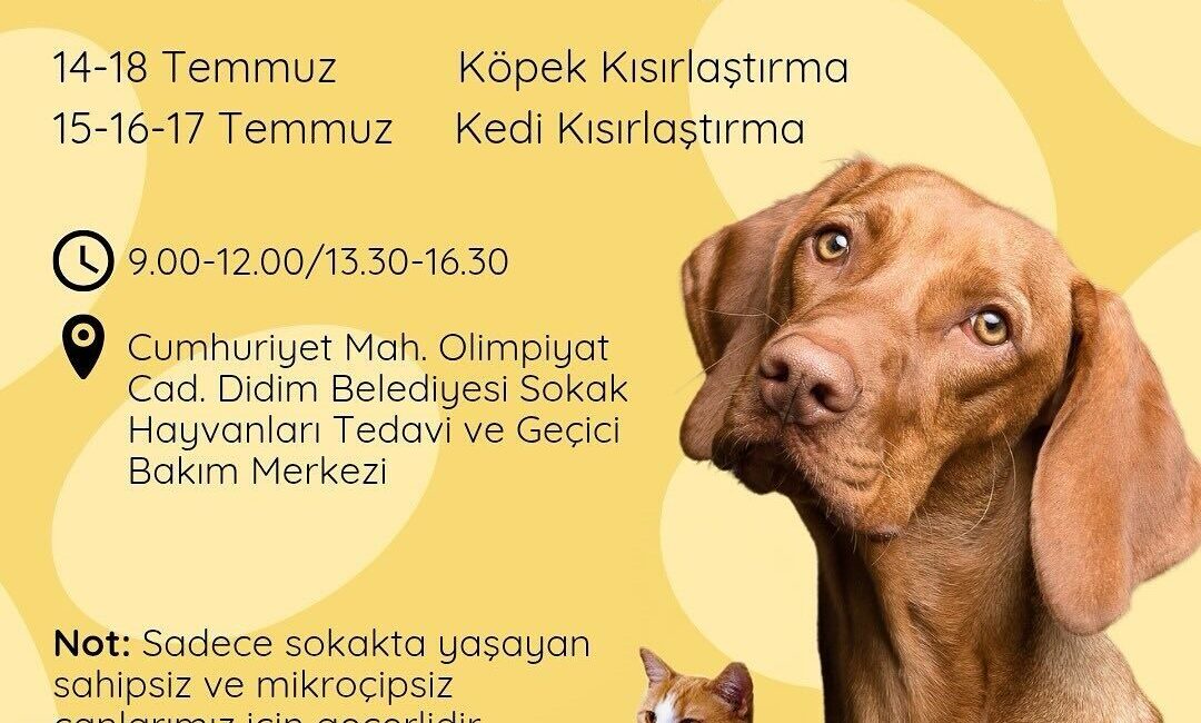 Didim Belediyesi, sahipsiz ve mikroçipsiz sokak hayvanlarının sağlığı ve kontrolsüz