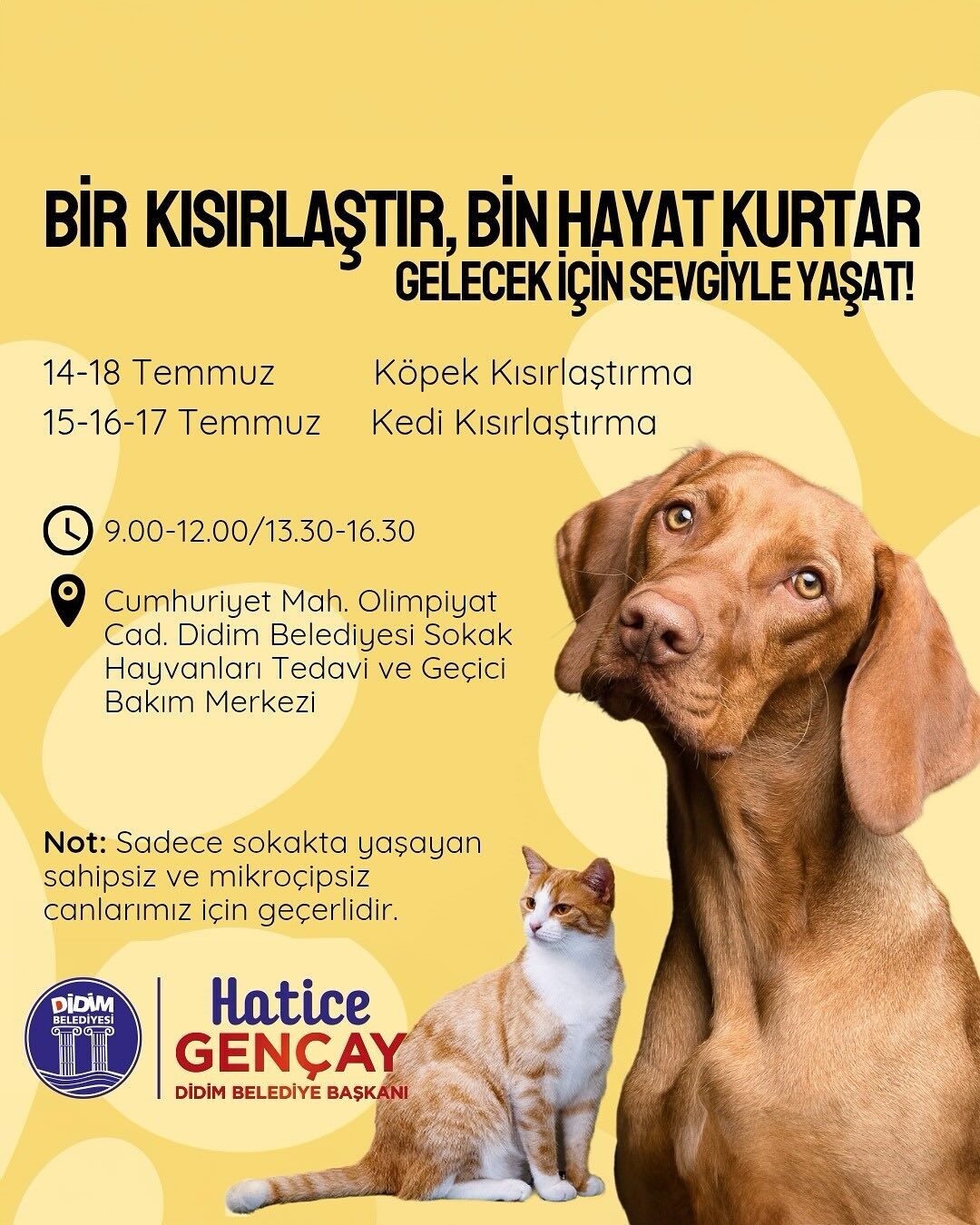 Didim Belediyesi, sahipsiz ve mikroçipsiz sokak hayvanlarının sağlığı ve kontrolsüz