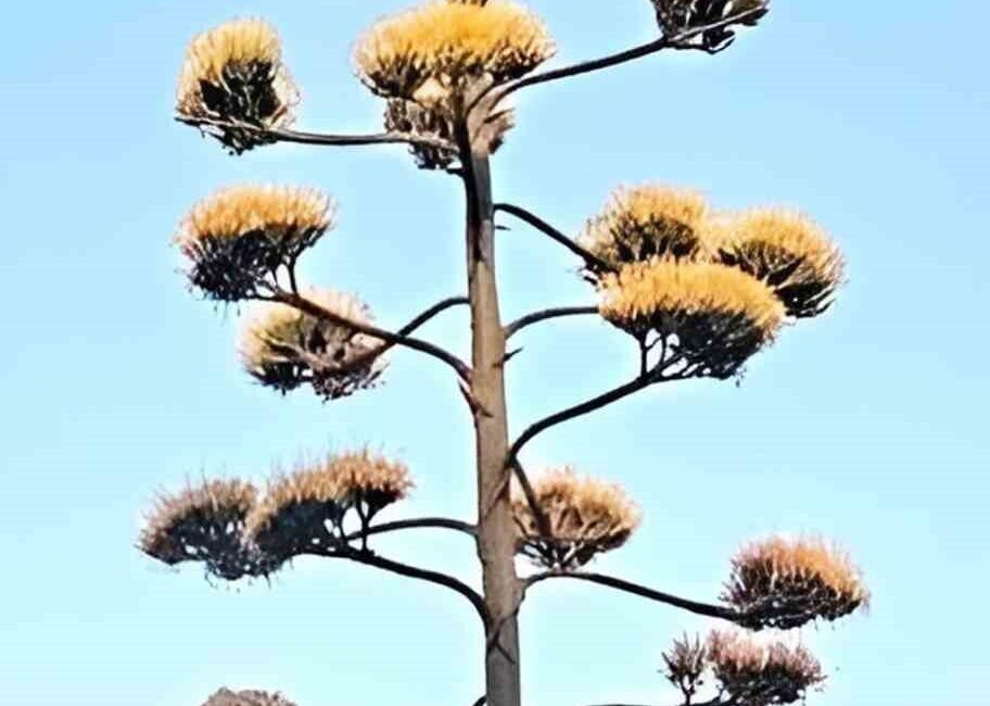 İzmir’in Dikili ilçesinde yaklaşık 30 yıl önce dikilen agave bitkisi,