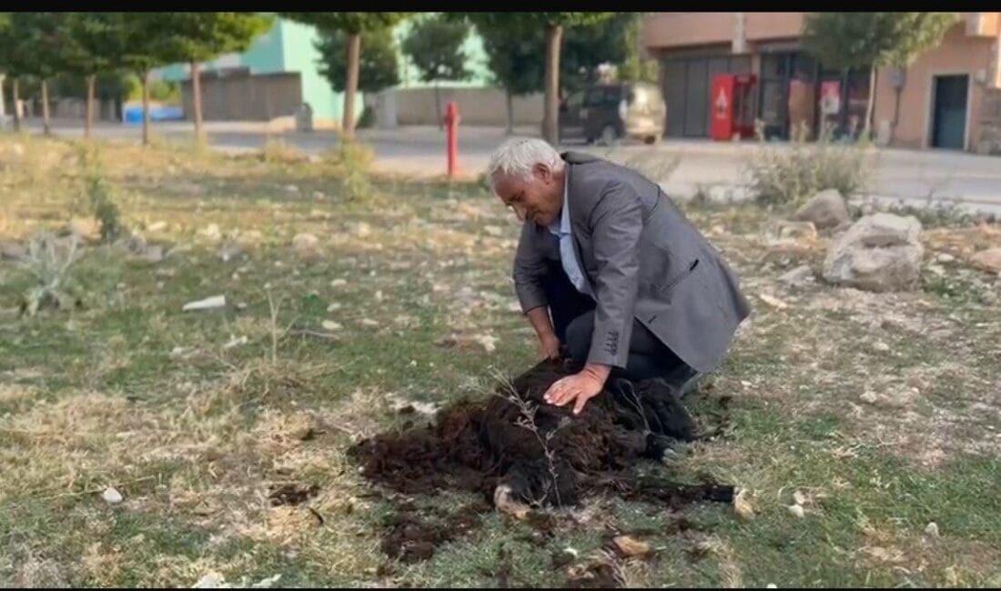 Ağrı’nın Diyadin ilçesinde, yüzyıllardır süregelen geleneksel hayvancılık uygulamaları yaşatılmaya devam