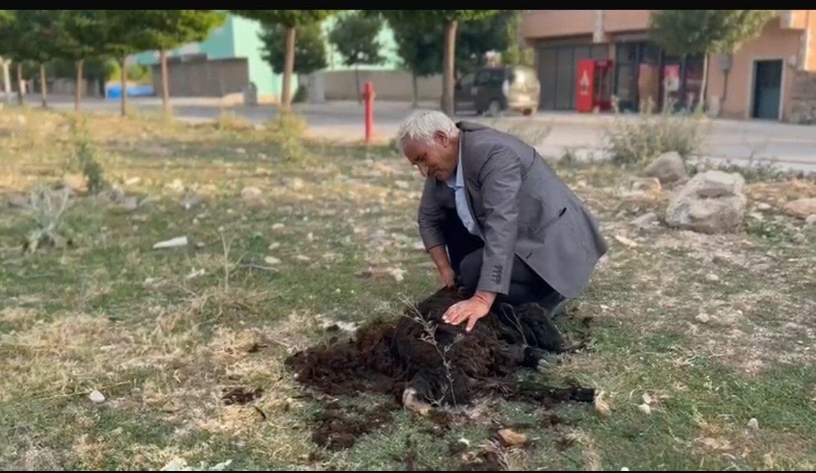 Ağrı’nın Diyadin ilçesinde, yüzyıllardır süregelen geleneksel hayvancılık uygulamaları yaşatılmaya devam