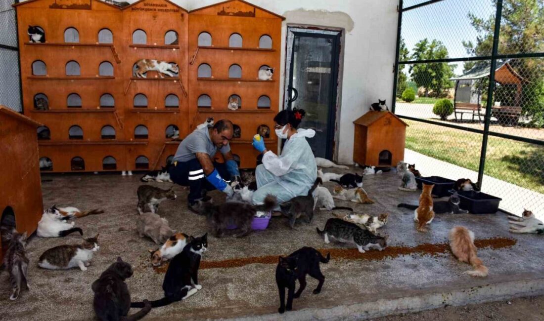 Diyarbakır Büyükşehir Belediyesi Hayvan Bakımevi ve Rehabilitasyon Merkezi, son 6