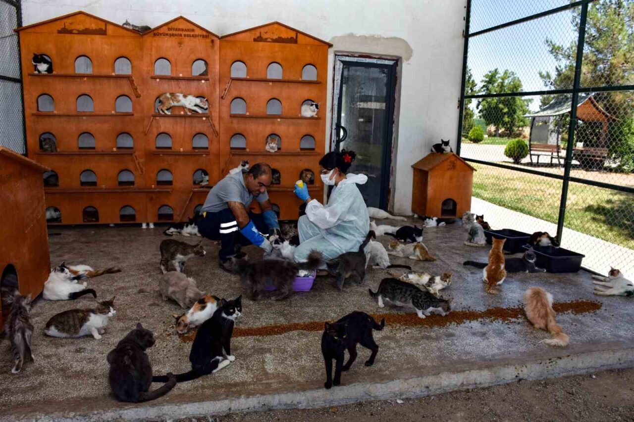Diyarbakır Büyükşehir Belediyesi Hayvan Bakımevi ve Rehabilitasyon Merkezi, son 6