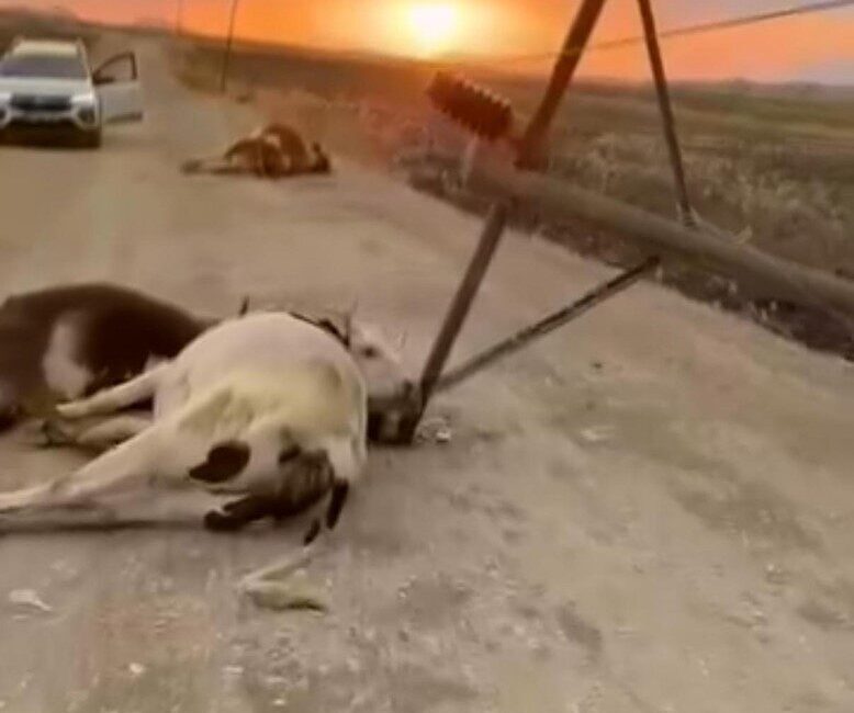 Diyarbakır’ın Lice ilçesinde fırtına yüzünden devrilen elektrik direği, buradan geçmekte