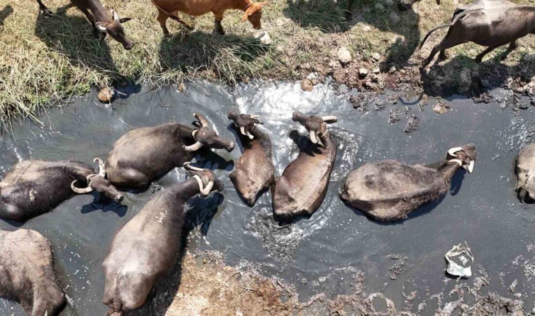 Hava sıcaklığının 45 derecenin üzerine çıktığı Diyarbakır’da mandalar, günde 5