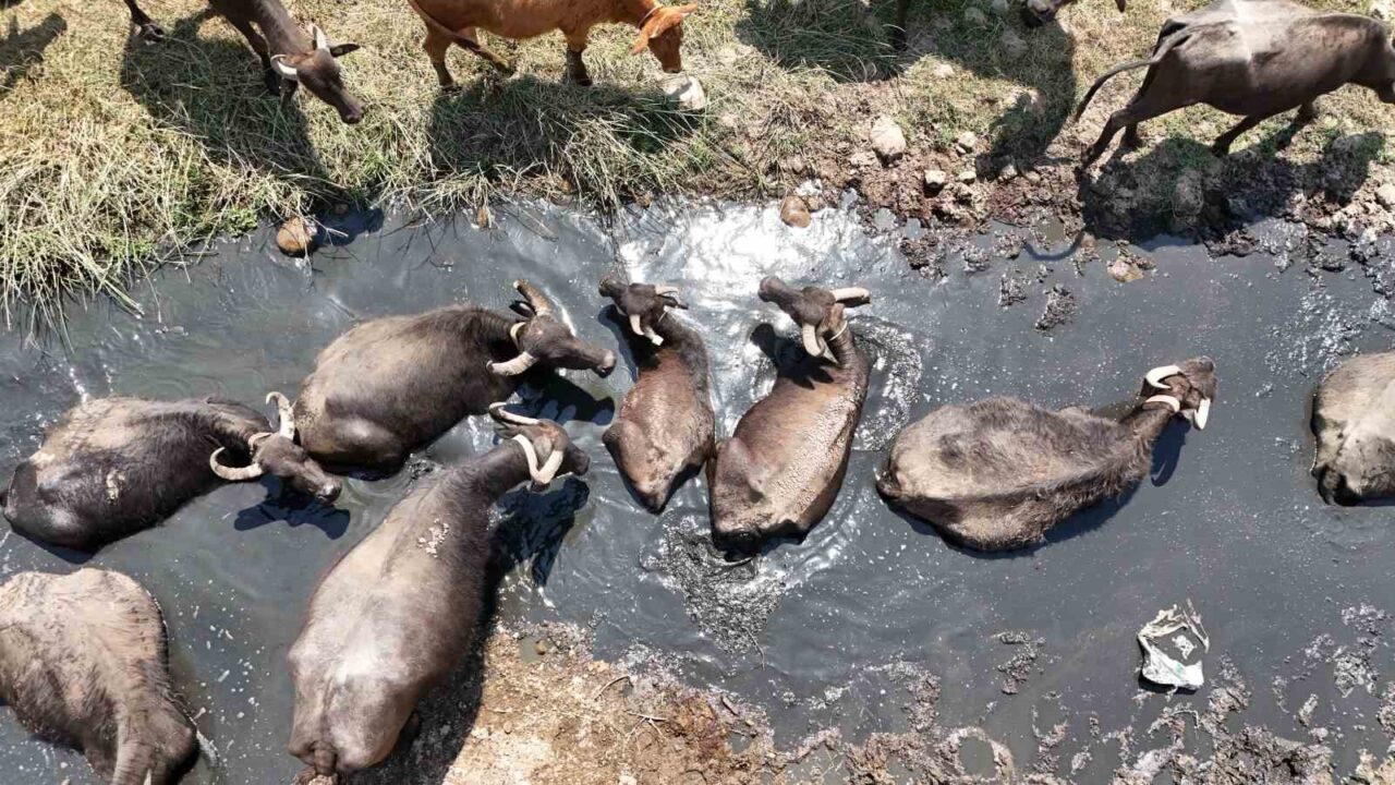 Hava sıcaklığının 45 derecenin üzerine çıktığı Diyarbakır’da mandalar, günde 5