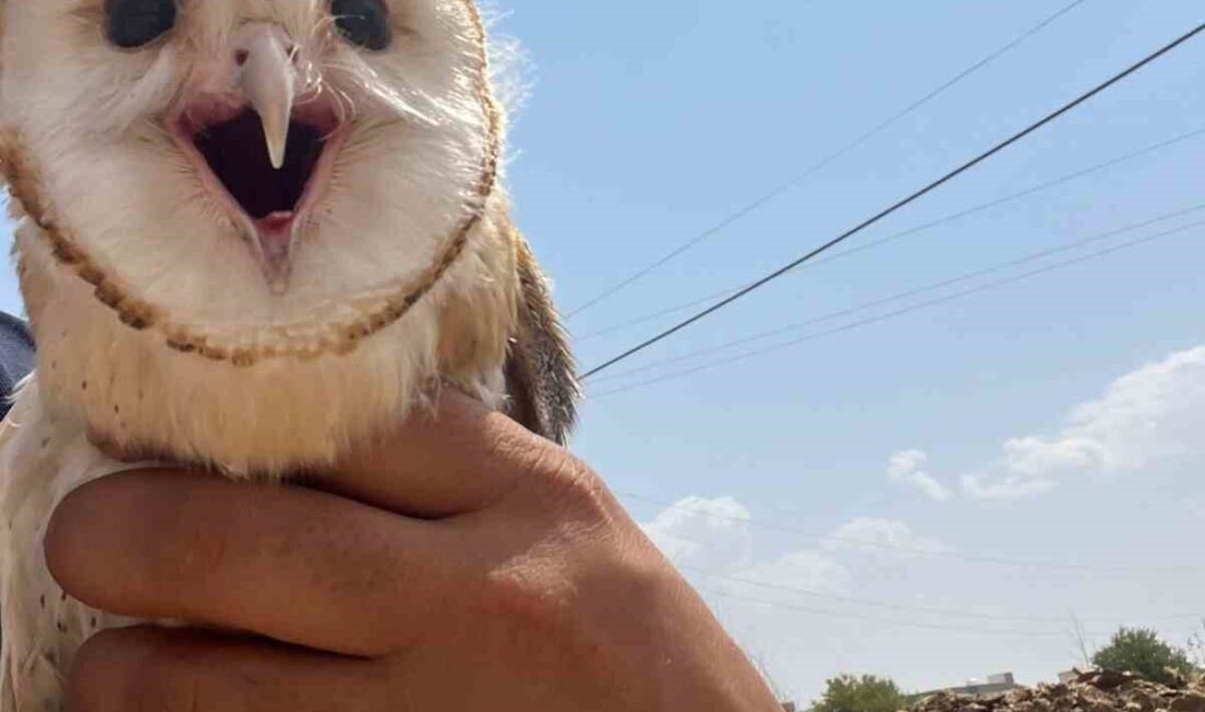 Diyarbakır’ın Çınar ilçesinde sıcaklardan bunalan peçeli baykuş, bir eve sığındı.