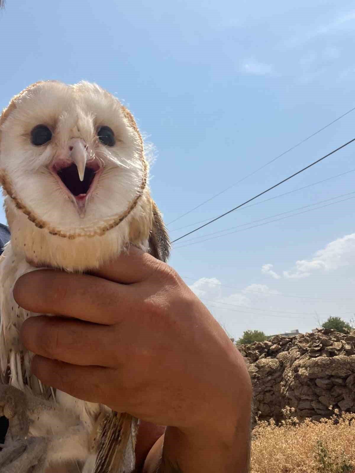 Diyarbakır’ın Çınar ilçesinde sıcaklardan bunalan peçeli baykuş, bir eve sığındı.