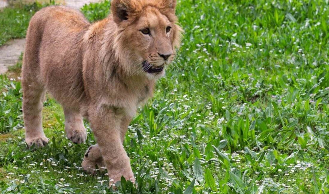 İzmir’de bir çiftlik baskınında ele geçirilen ve Büyükşehir Belediyesi tarafından