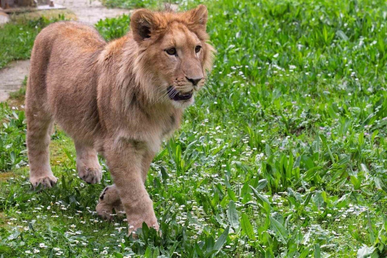İzmir’de bir çiftlik baskınında ele geçirilen ve Büyükşehir Belediyesi tarafından