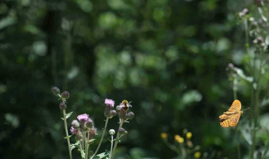 Kuzuyayla Tabiat Parkı’nda düzenlenen “TÜR SAY” etkinliğine katılan 100’ü aşkın