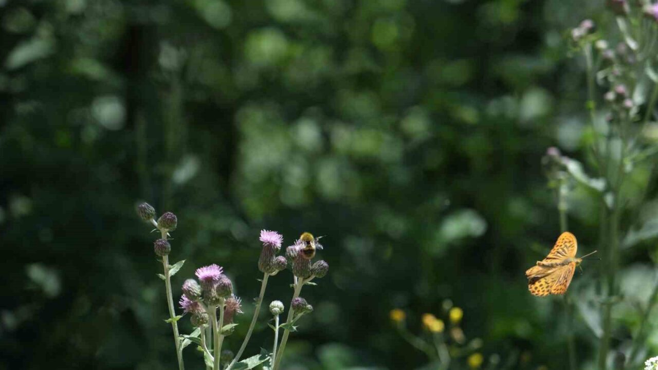 Kuzuyayla Tabiat Parkı’nda düzenlenen “TÜR SAY” etkinliğine katılan 100’ü aşkın