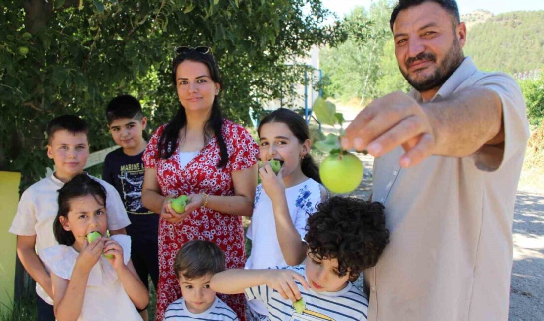 Amasya’da bir kır bahçesinde elma ağaçlarını nisan ayındaki kar yağışı