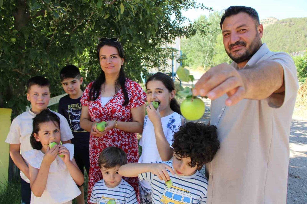 Amasya’da bir kır bahçesinde elma ağaçlarını nisan ayındaki kar yağışı