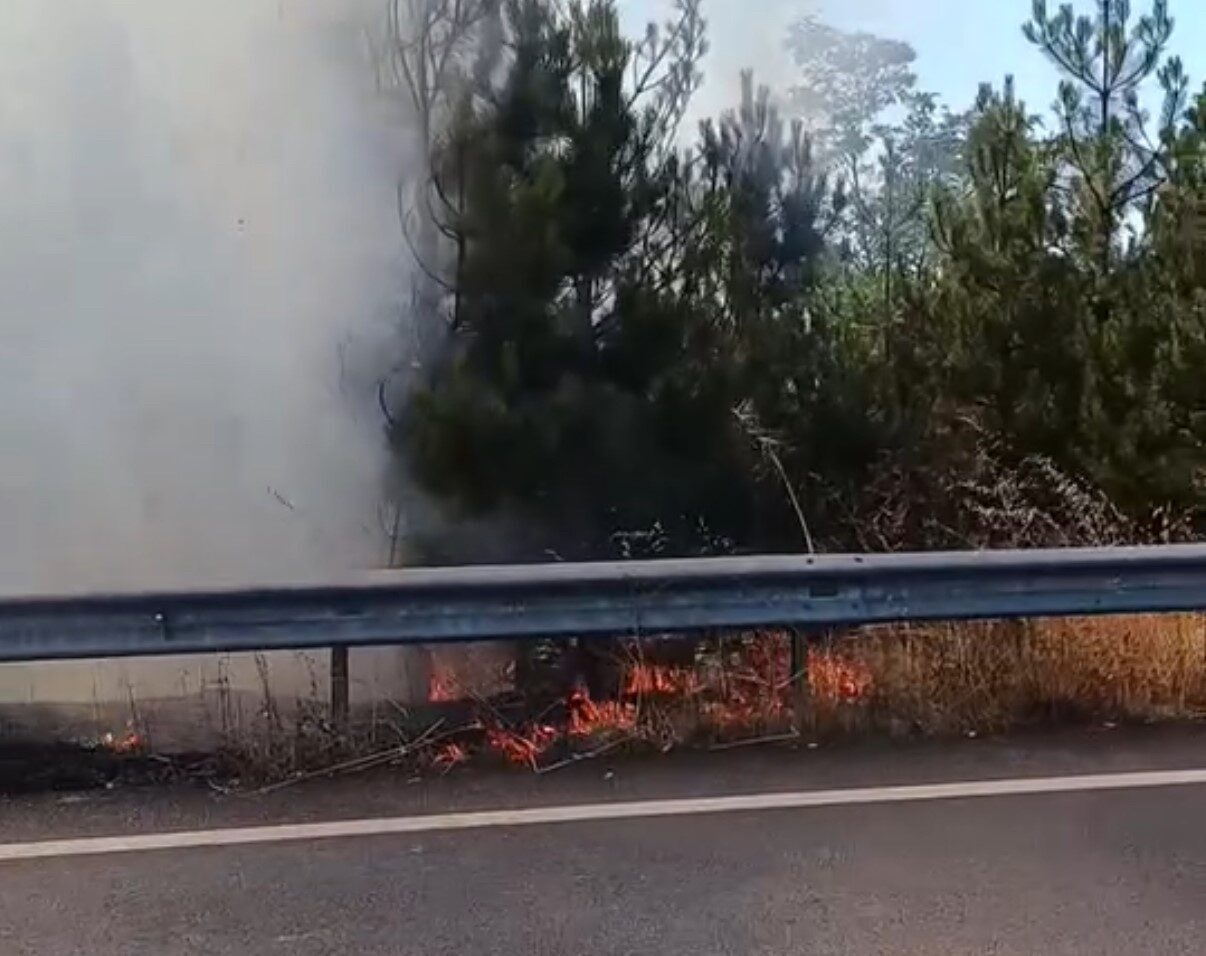 Düzce’de düğün konvoyunda araç üzerinde yakılan meşale, yol kenarındaki çamlığa