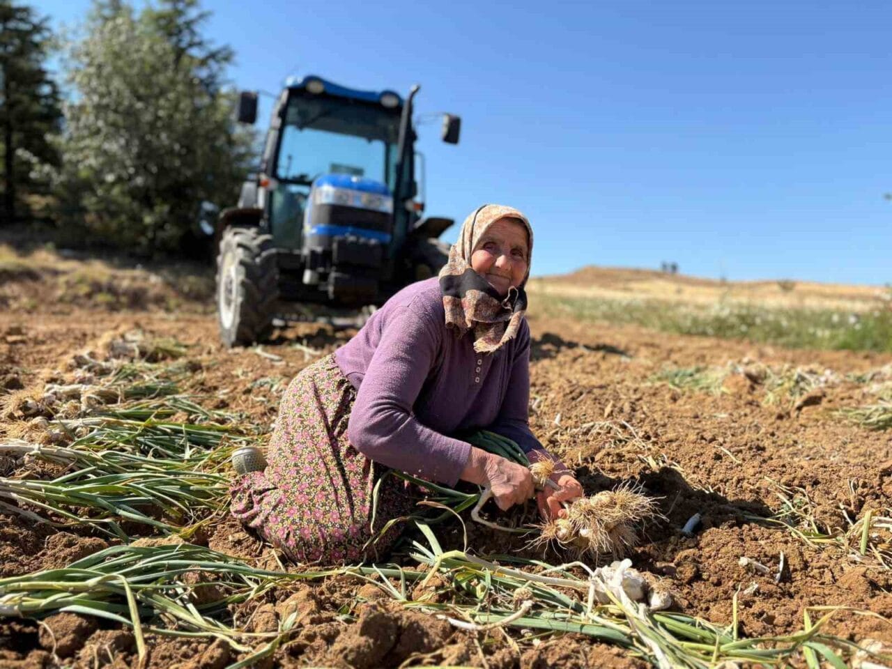 Avrupa Birliği’nce tescillenerek adını dünyaya duyuran Taşköprü sarımsağının hasadına başlandı.