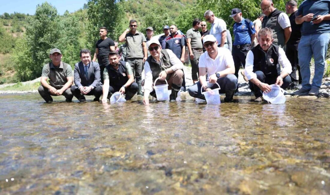 DÜZCE(İHA) – Düzce’nin Yığılca ilçesinde 20 bin benekli alabalık yavrusu