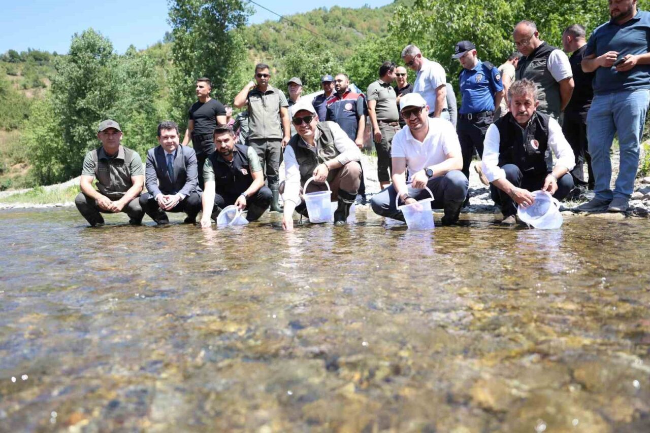 DÜZCE(İHA) – Düzce’nin Yığılca ilçesinde 20 bin benekli alabalık yavrusu