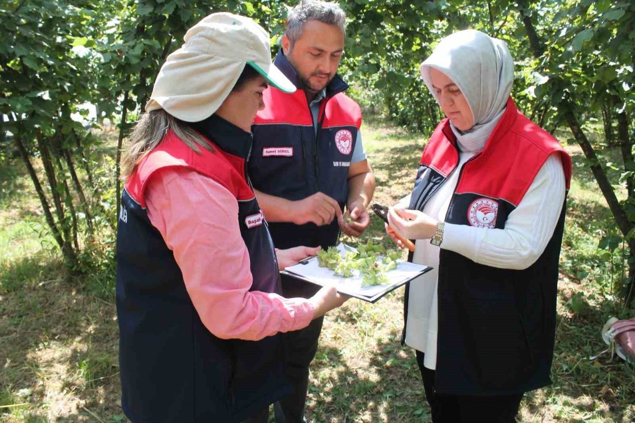 DÜZCE (İHA) – Düzce’de 2025 yılı fındık hasat tarihlerinin, sahil,