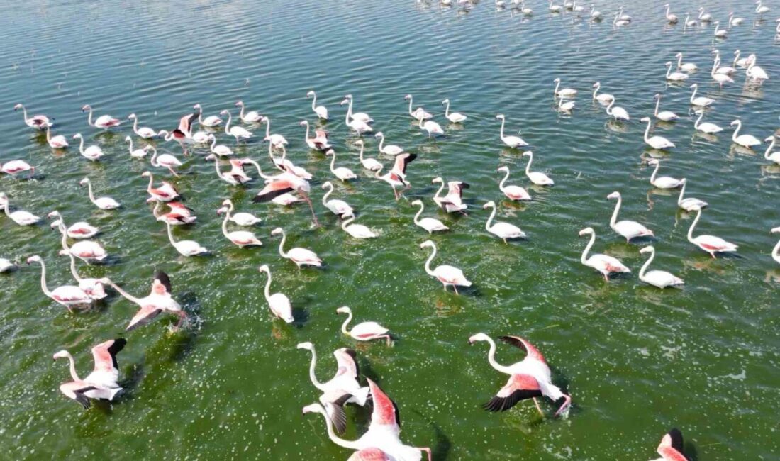 Eber Gölü’nün Afyonkarahisar Bolvadin sınırları içerisinde kalan kısmında geçici olarak