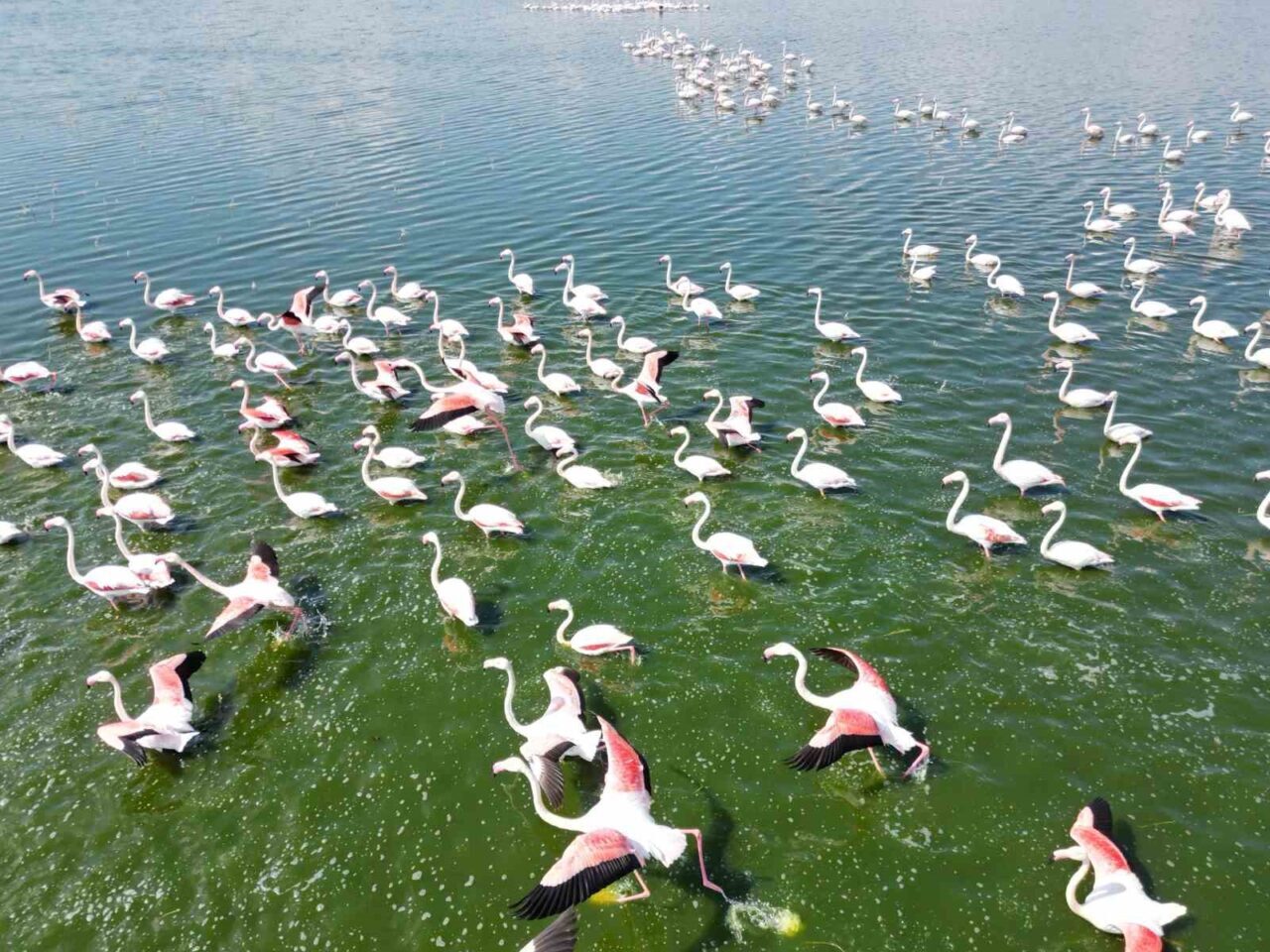Eber Gölü’nün Afyonkarahisar Bolvadin sınırları içerisinde kalan kısmında geçici olarak