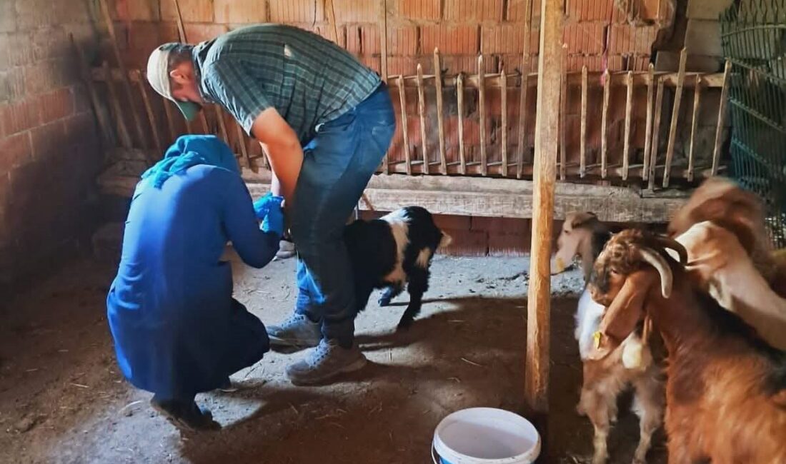 Edirne’nin İpsala ilçesinde Tarım ve Orman İlçe Müdürlüğü ekipleri, köylerdeki