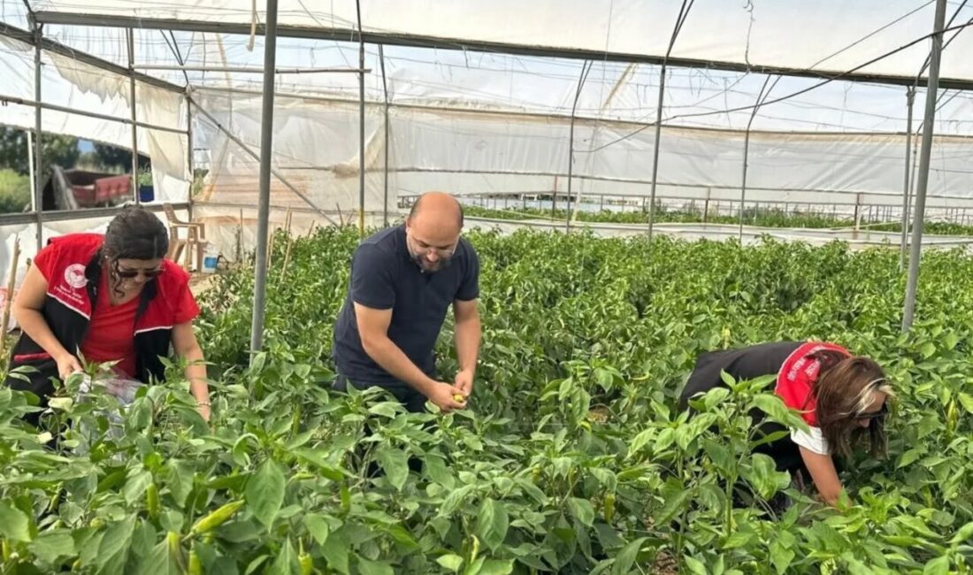 Edremit İlçe Tarım ve Orman Müdürlüğü tarafından 2025 yılı Hasat