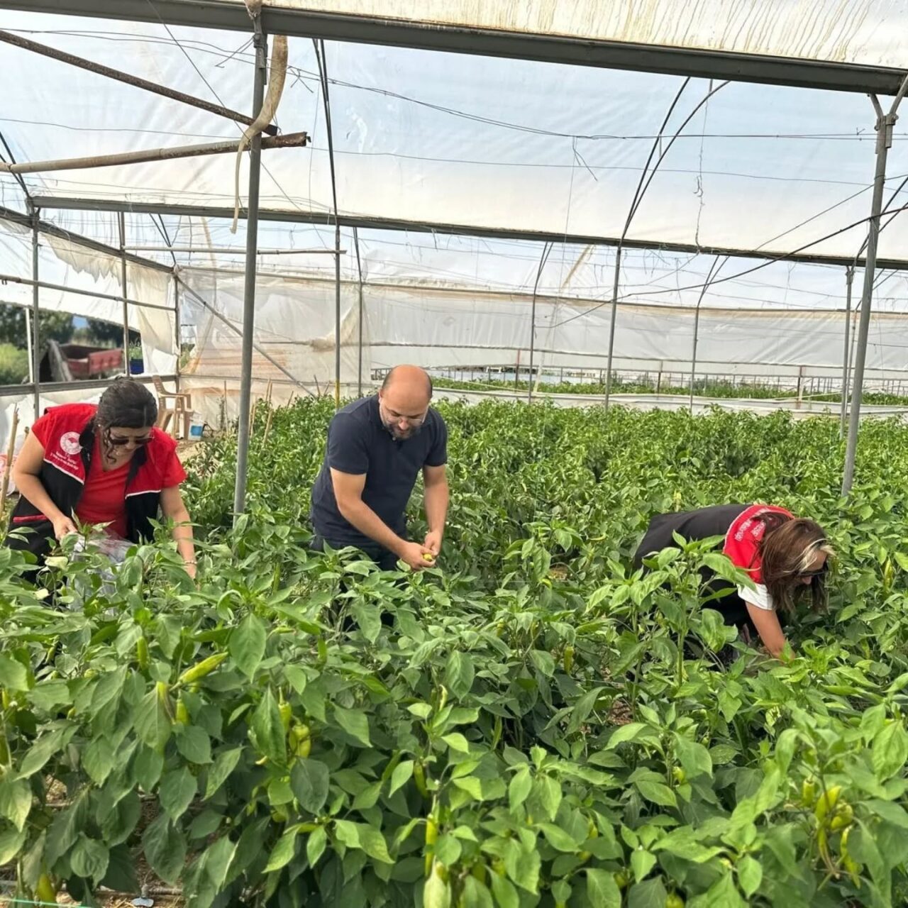 Edremit İlçe Tarım ve Orman Müdürlüğü tarafından 2025 yılı Hasat