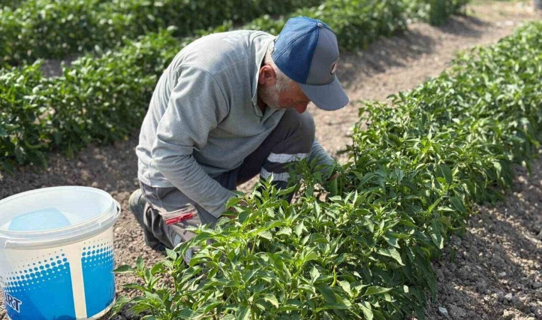 Sincan Belediyesi Eko-Çiftlik Sıfır Atık Eğitim Merkezi’nde üretilen organik sebzeler