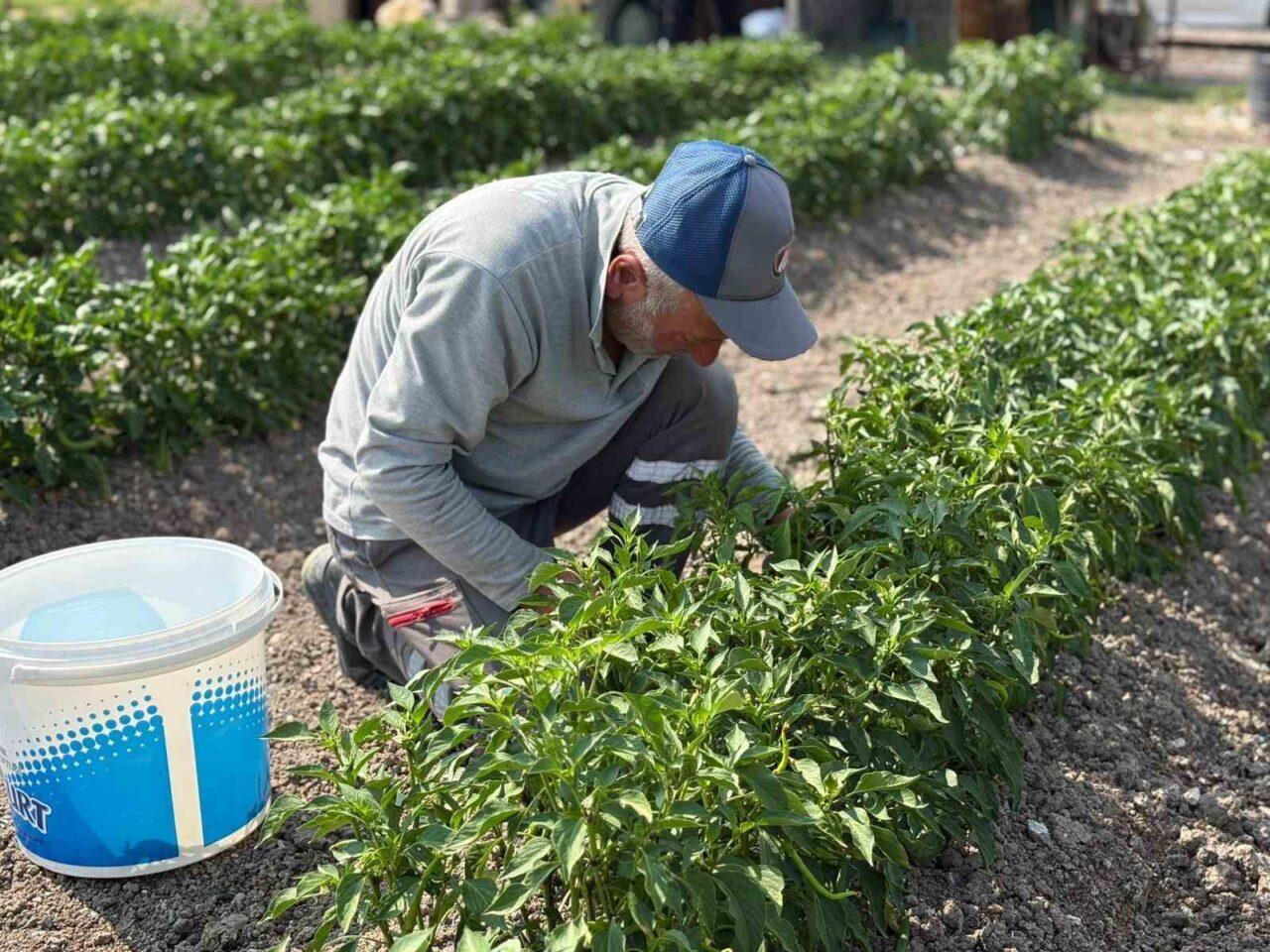 Sincan Belediyesi Eko-Çiftlik Sıfır Atık Eğitim Merkezi’nde üretilen organik sebzeler
